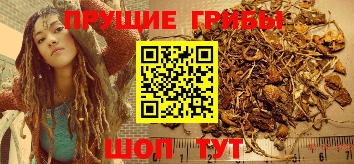 Псилоцибиновые грибы Psilocybine cubensis Котовск